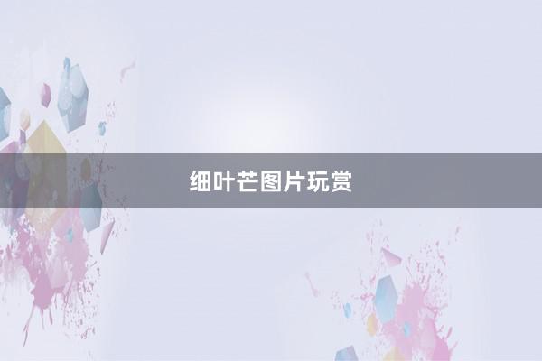 细叶芒图片玩赏